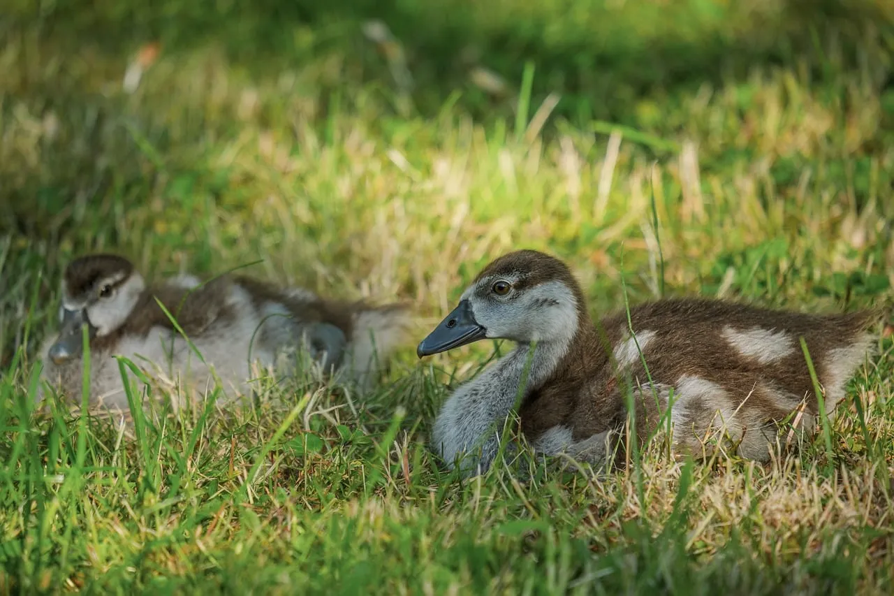Adorable Ducklings Resting Peacefully in Sunny Spring Grass
