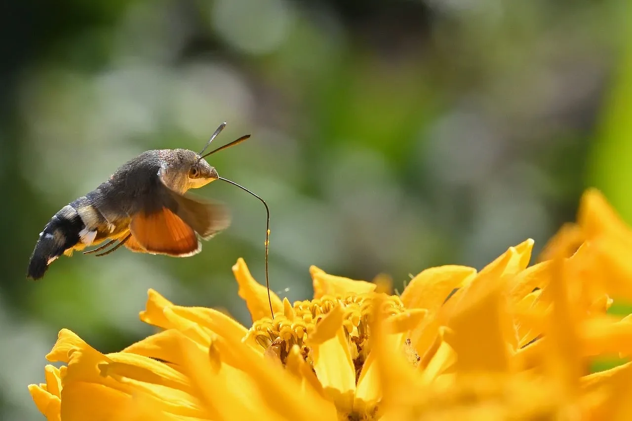 Vivid Macro: Hummingbird Hawk-Moth Sips Nectar from Zinnia