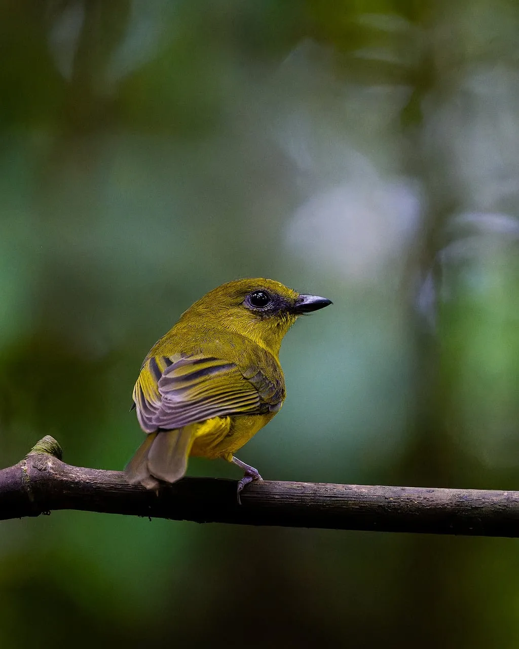 Vibrant Borneo Whistler: A Tropical Rainforest Jewel