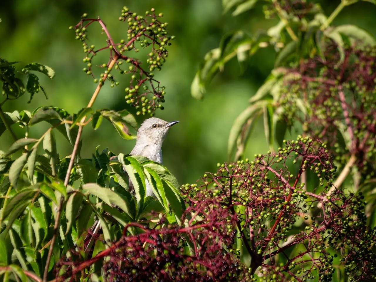 Serene Songbird Perched in Lush Summer Bush