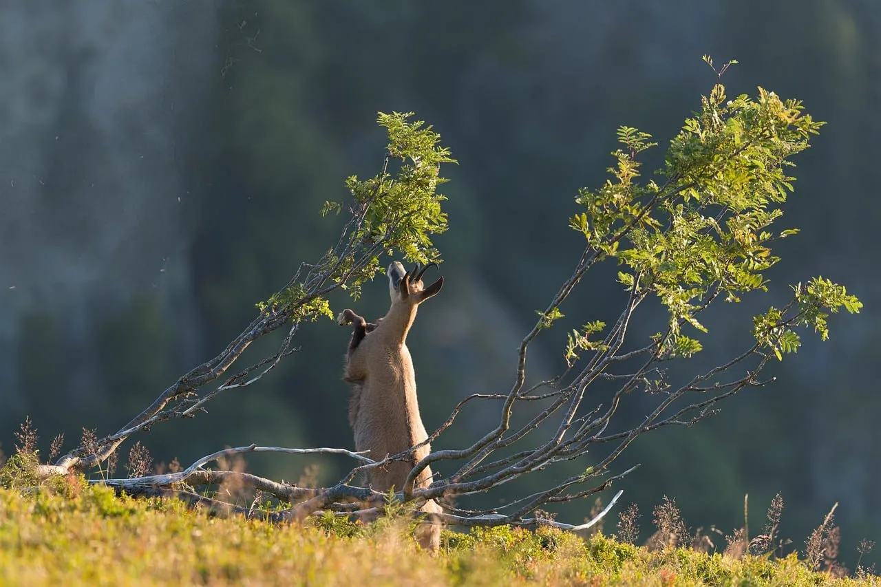 Majestic Chamois Browsing Amidst Mountain Sunlight