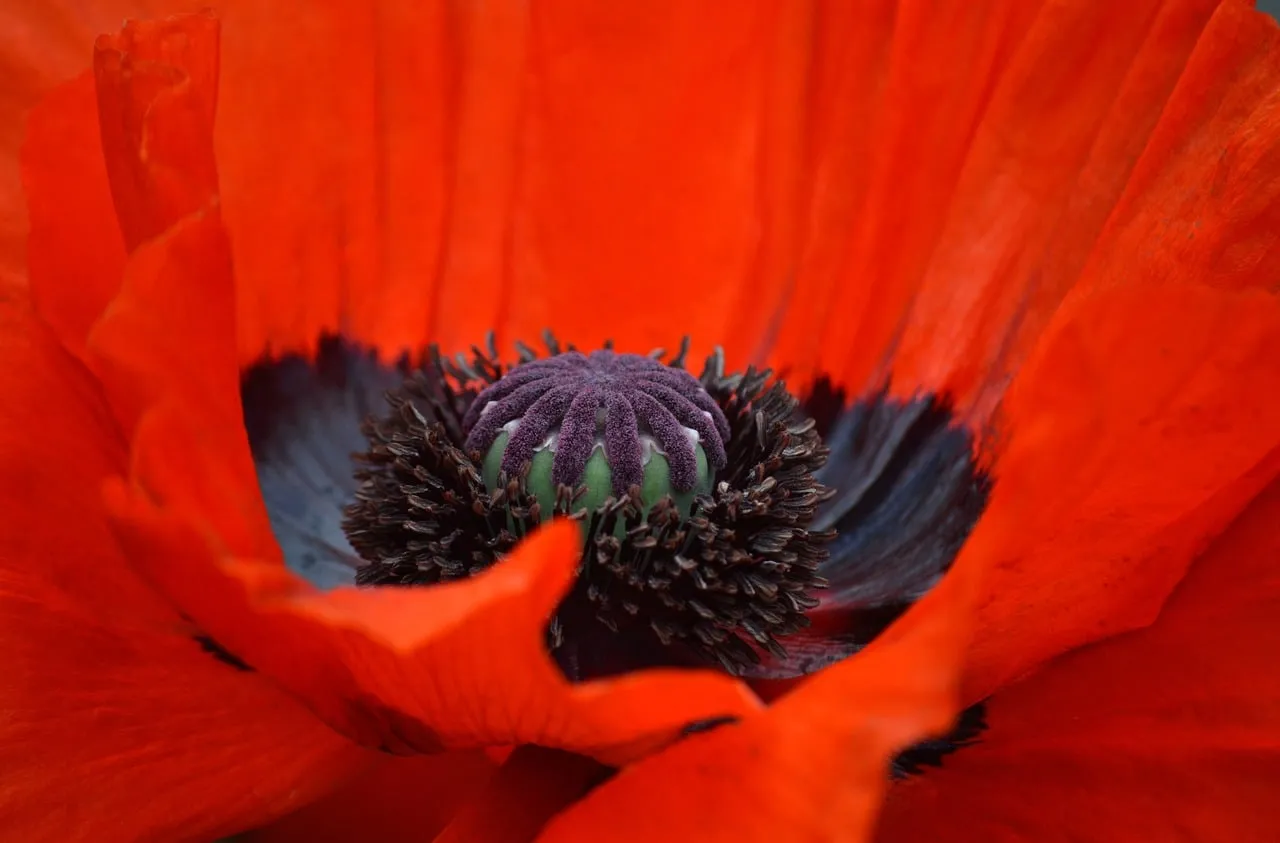 Vibrant Poppy Bloom: A Macro Symphony of Red and Purple