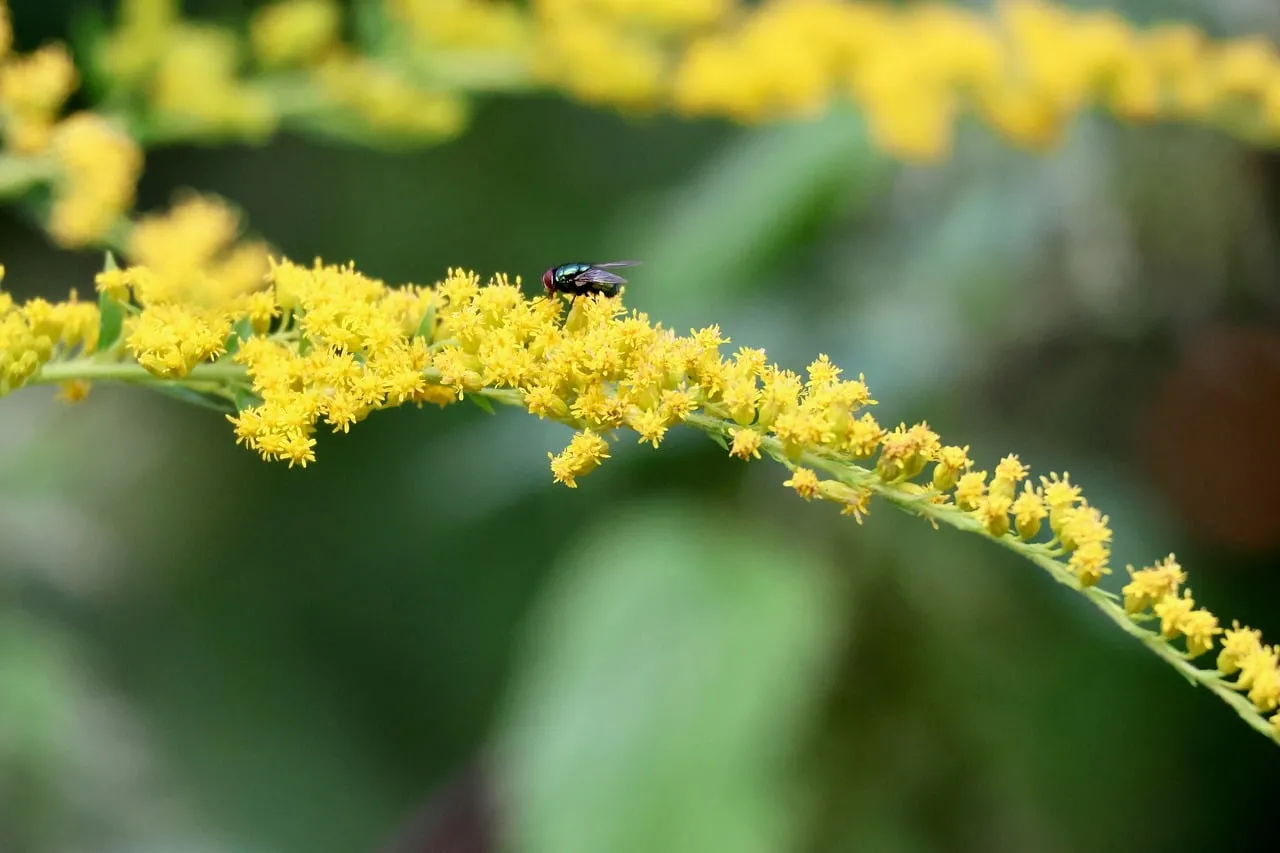 Vibrant Goldenrod Bloom with a Buzzing Fly