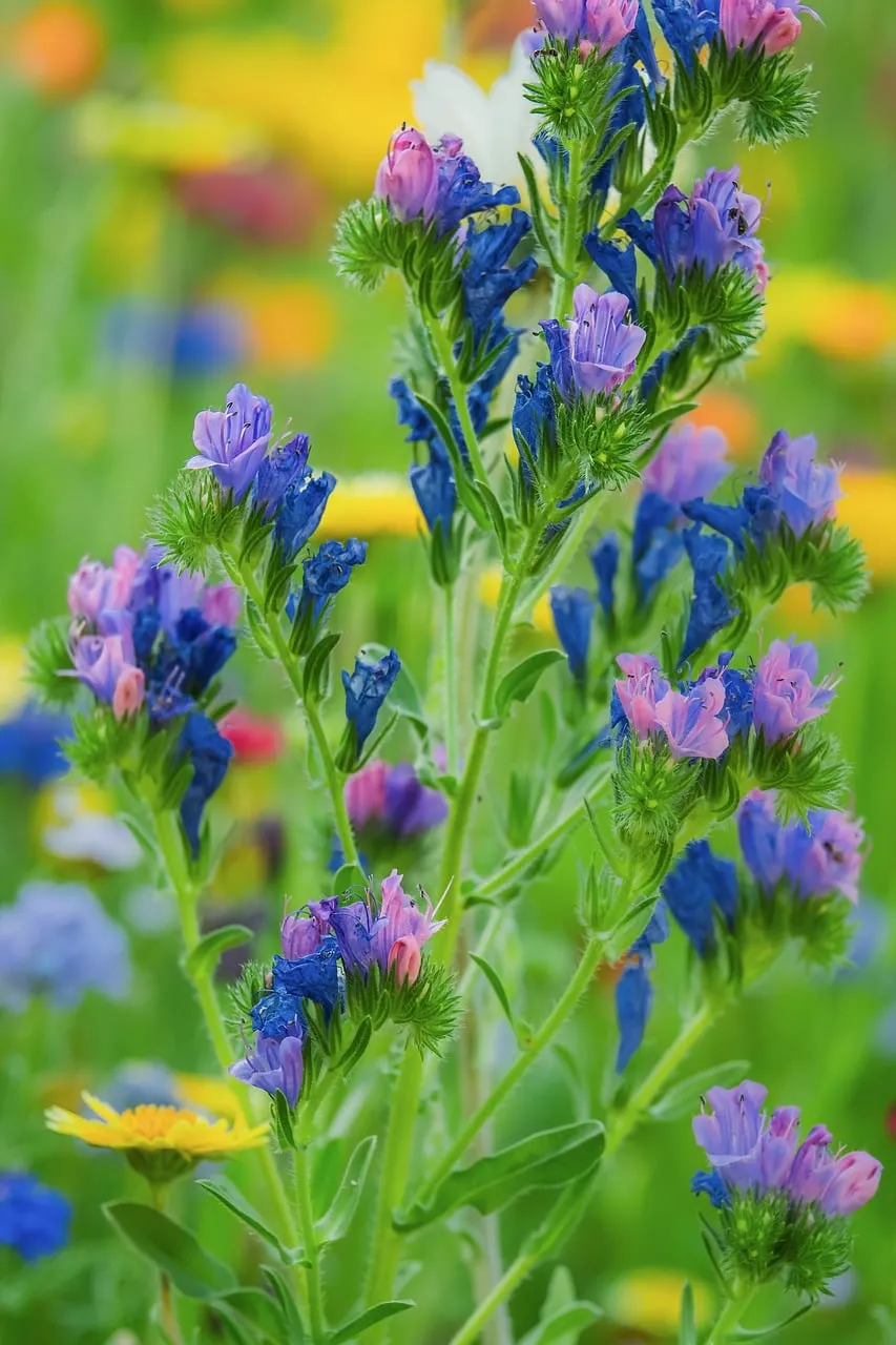 Vibrant Viper's Bugloss: A Symphony of Wildflower Hues