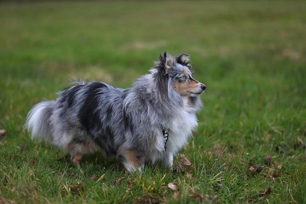Majestic Blue Merle Shetland Shepherd in Nature's Embrace