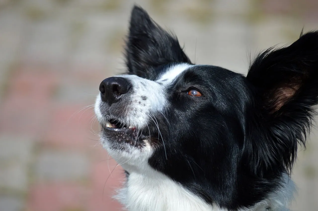 Intelligent Border Collie Portrait: Focused Gaze Outdoors
