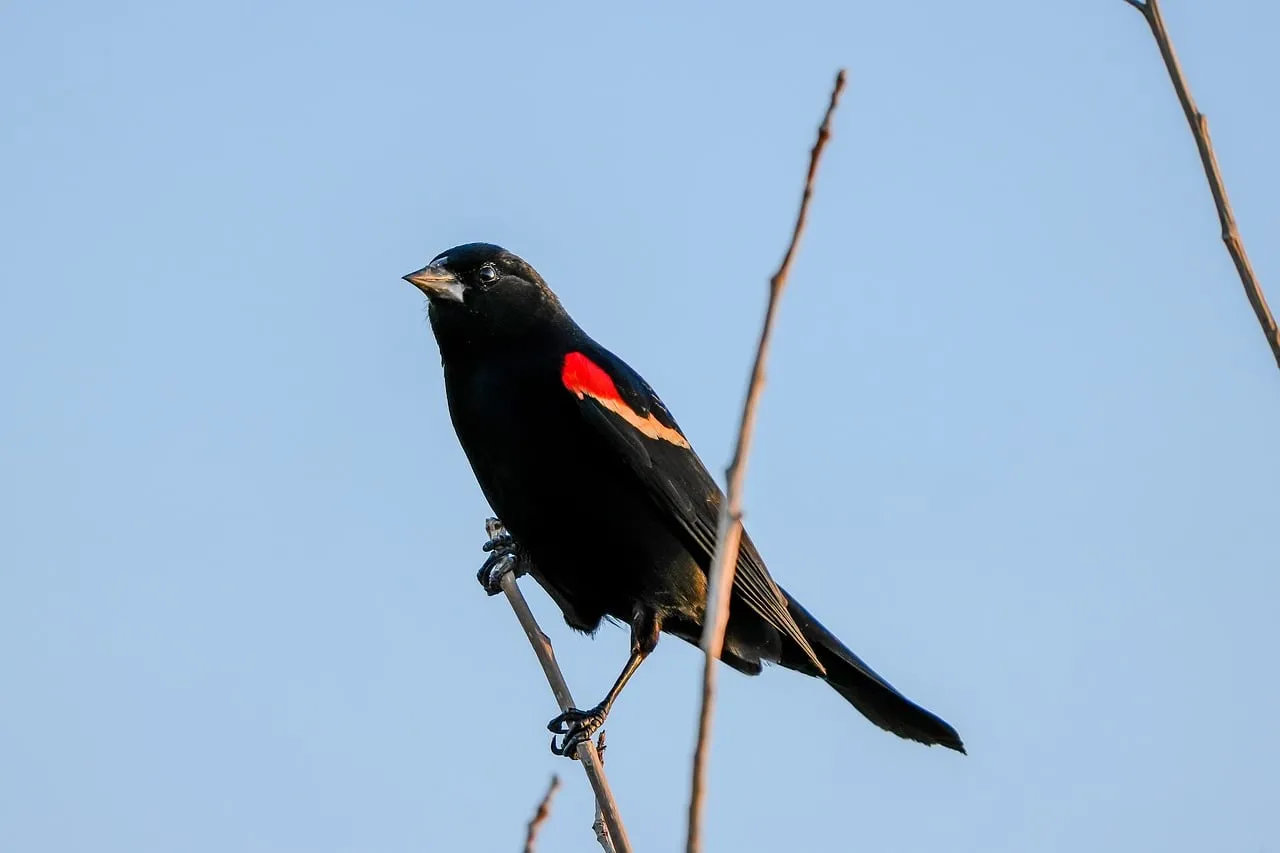 Vivid Red-Winged Blackbird Perched Against a Clear Sky