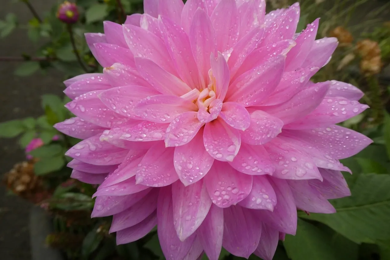 Stunning Pink Dahlia Adorned with Morning Dew
