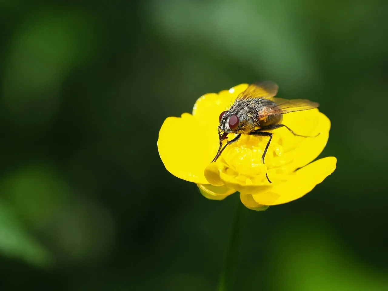 Vibrant Macro: Fly on a Bright Yellow Wildflower