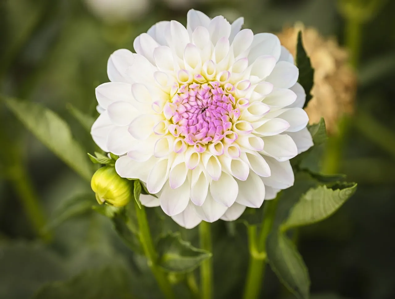 Stunning White Dahlia Bloom with Pink Center in Spring Garden