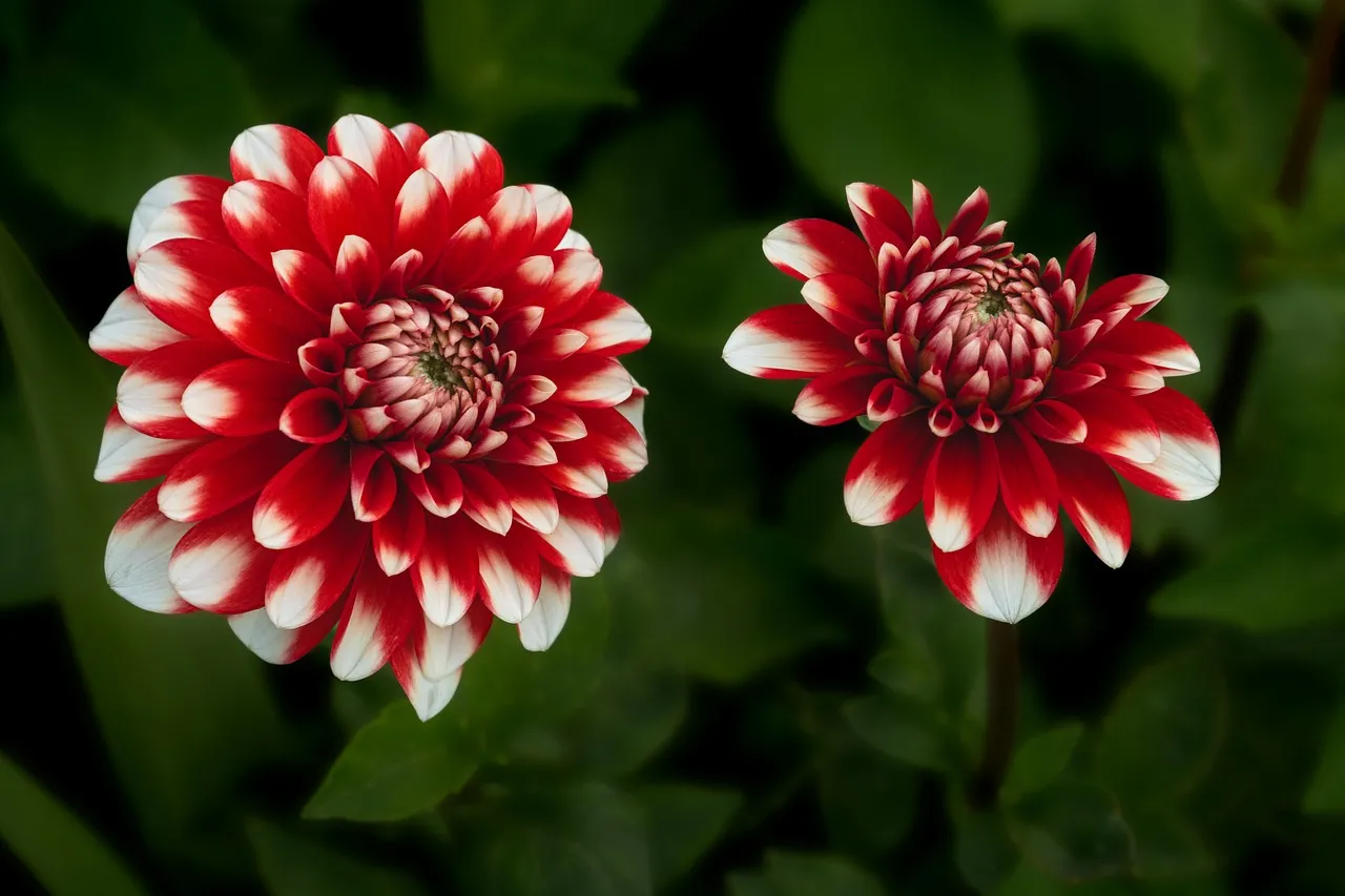 Vibrant Two-Tone Dahlia Blossoms: A Close-Up Floral Delight