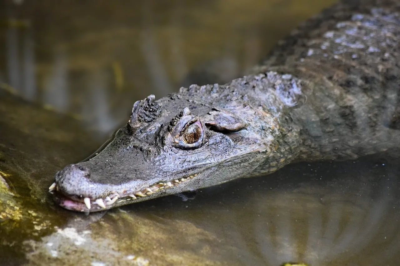 Intense Gaze: Predator's Eye in the Murky Swamp