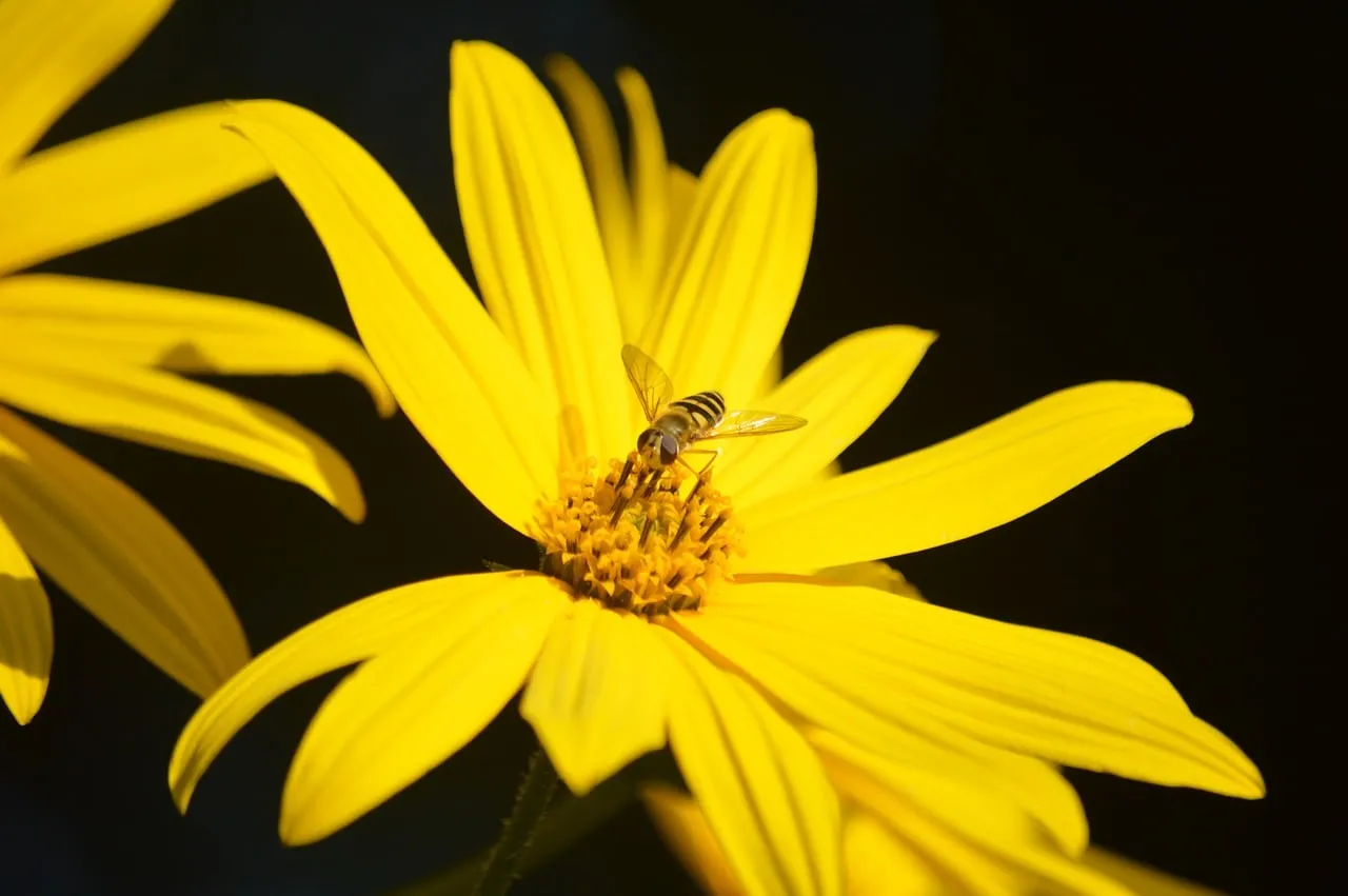 Vibrant Yellow Jerusalem Artichoke Bloom with Hoverfly