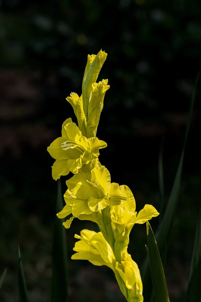 Vibrant Yellow Gladiolus in Summer Bloom