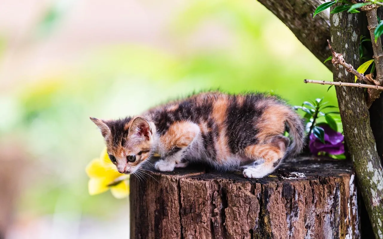 Adorable Calico Kitten Exploring Nature on a Tree Stump