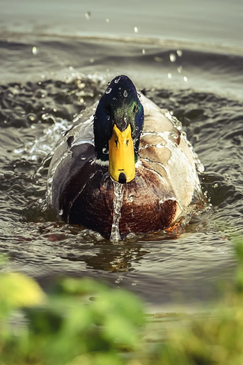 Vibrant Mallard Drake Splashing in Serene Waters