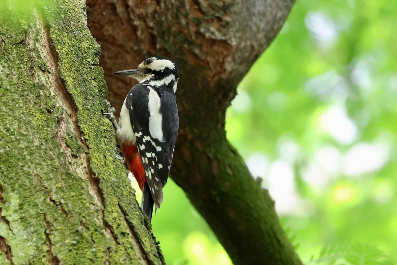 Vibrant Woodpecker Clings to Mossy Tree in Lush Forest