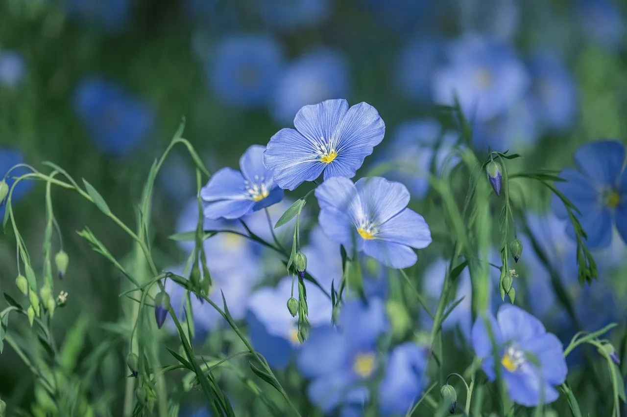 Enchanting Blue Flax: Delicate Blooms in Soft Light