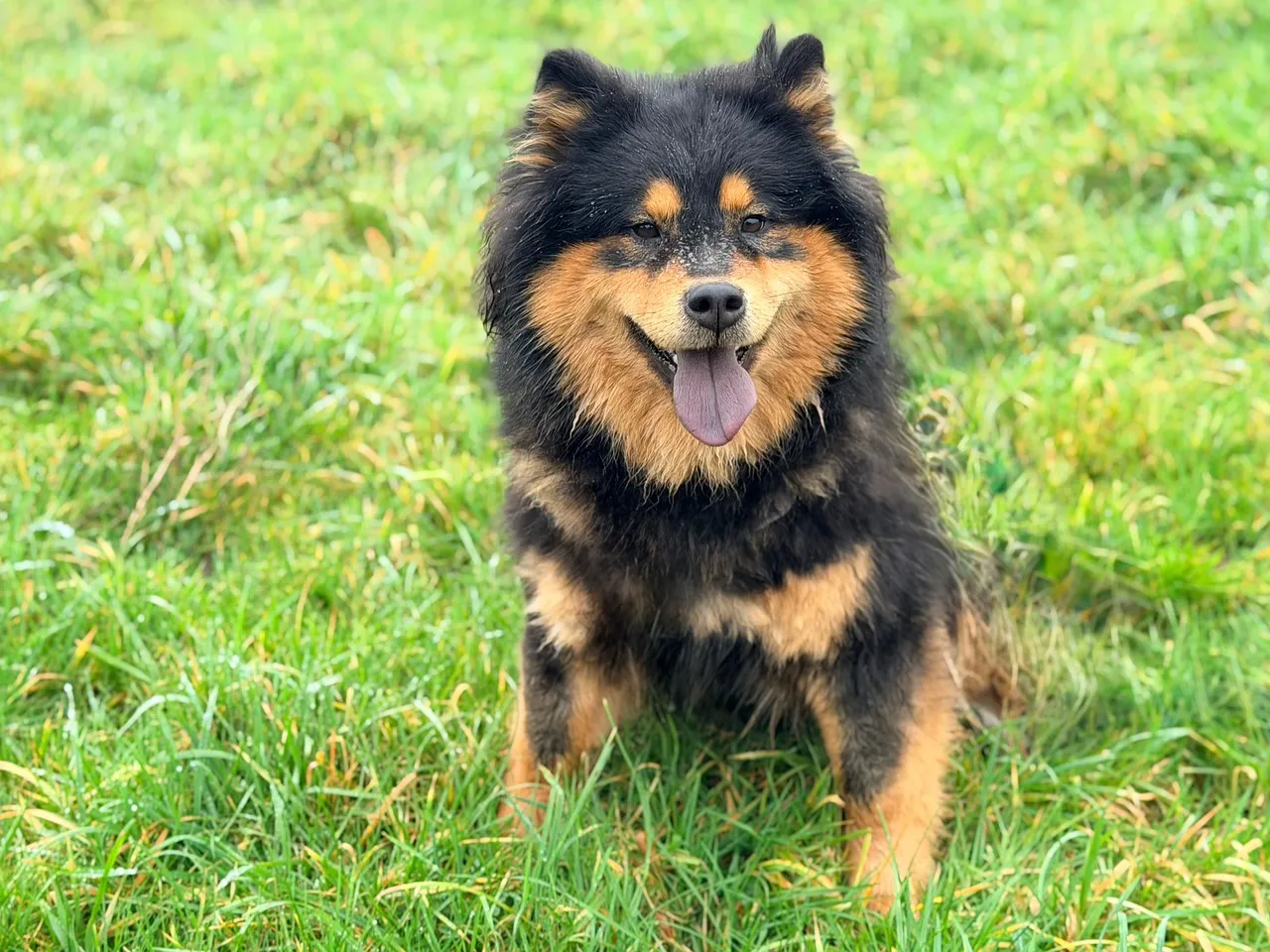 Charming Eurasier: Fluffy Companion in Lush Greenery