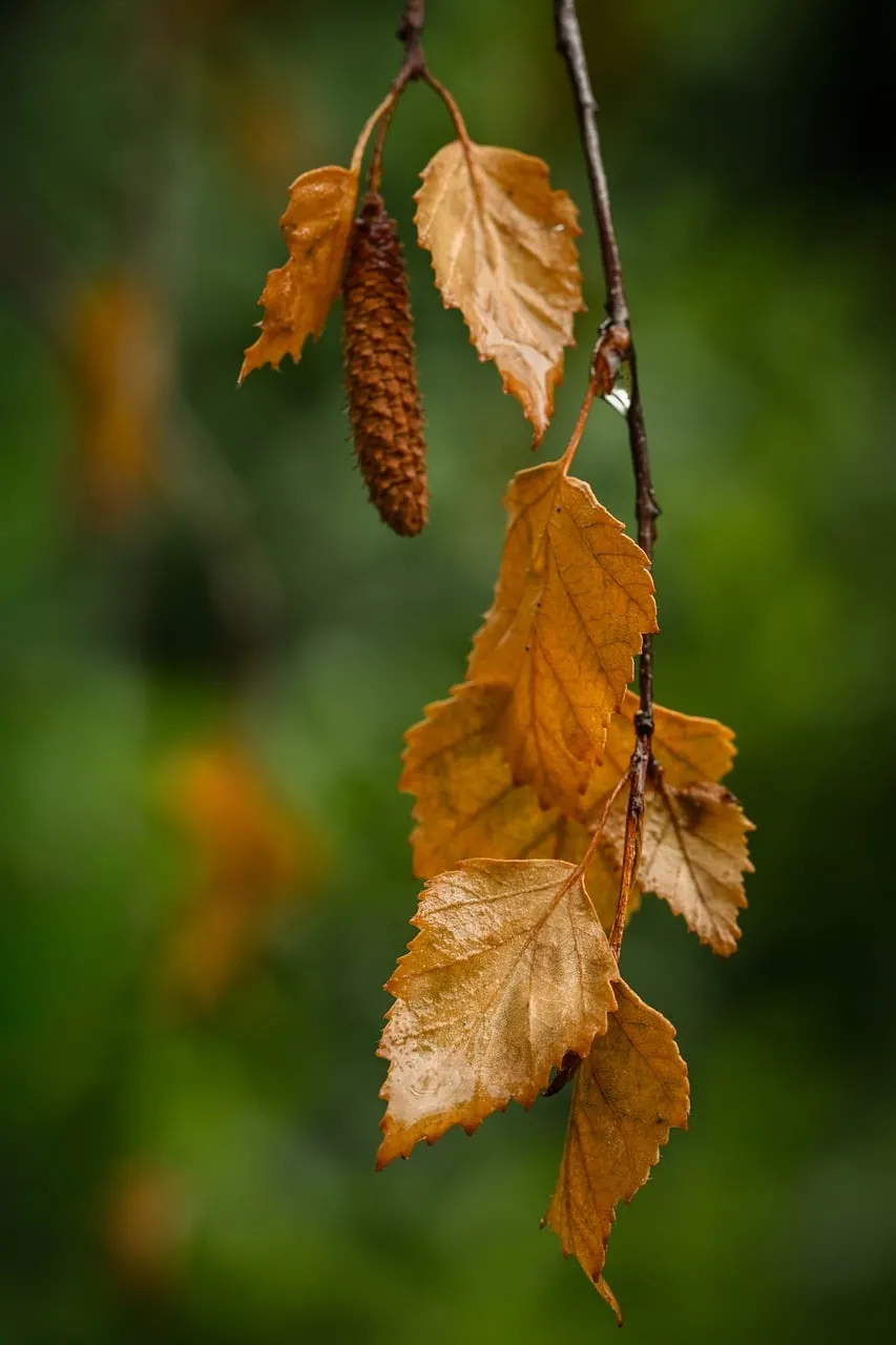 Autumn's Golden Embrace: Birch Leaves and Catkin