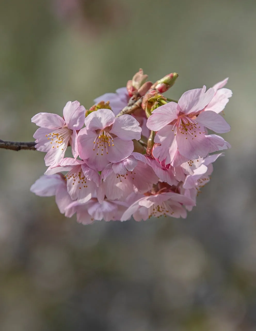 Stunning Pink Sakura Blossoms: A Delicate Spring Delight