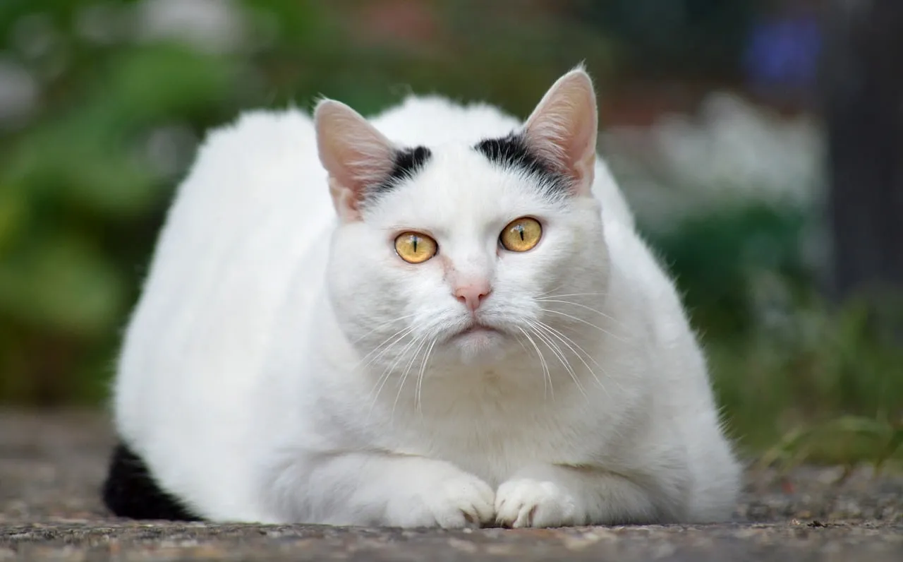 Captivating Gaze: Curious White Cat with Golden Eyes