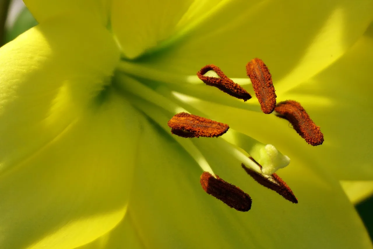Vibrant Yellow Lily: Nature's Golden Embrace