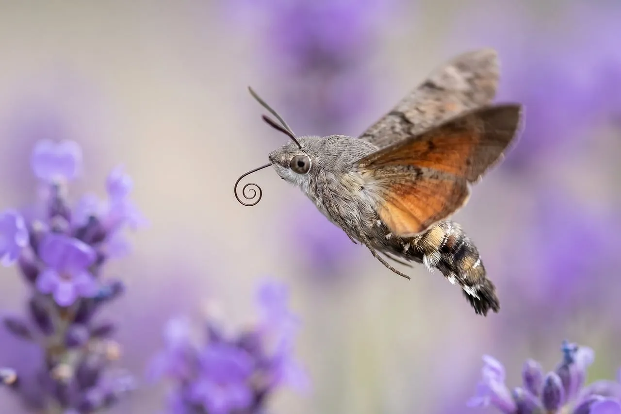Stunning Hummingbird Moth Hovering in Lavender Field