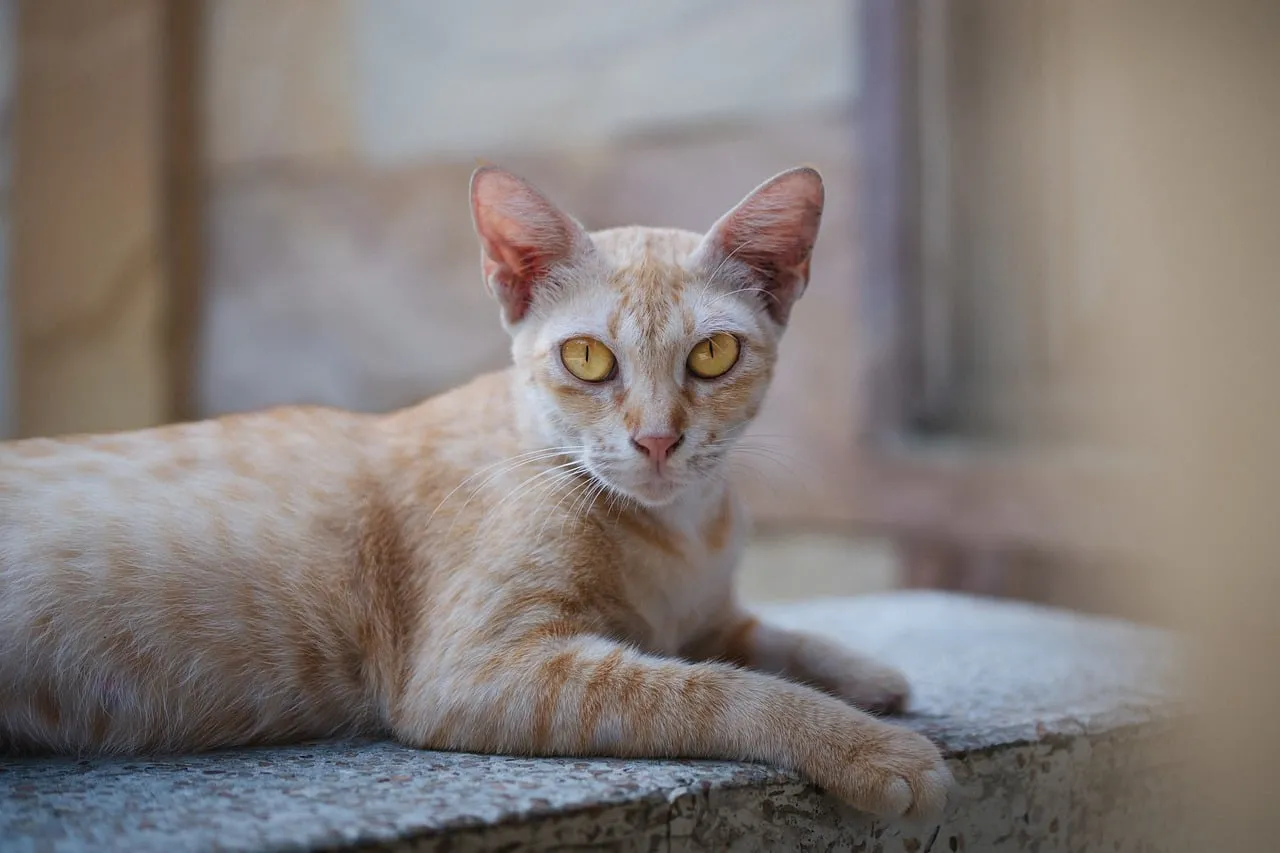 Captivating Gaze: Close-up of a Serene Orange Tabby Cat