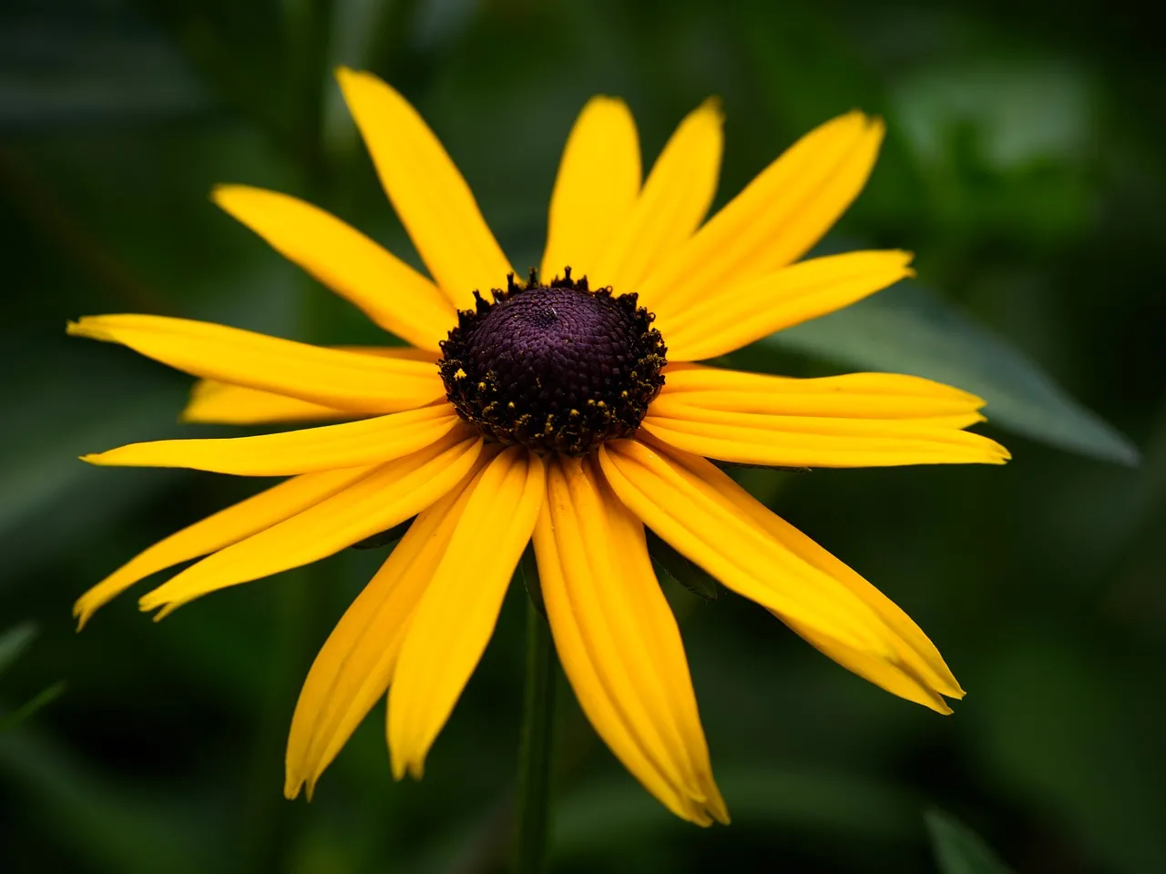 Vibrant Rudbeckia: A Dazzling Golden Flower Close-up