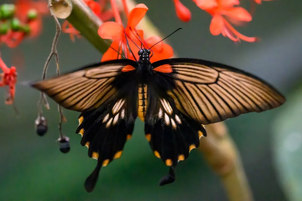 Stunning Black-Brown Butterfly on Vibrant Orange Flower