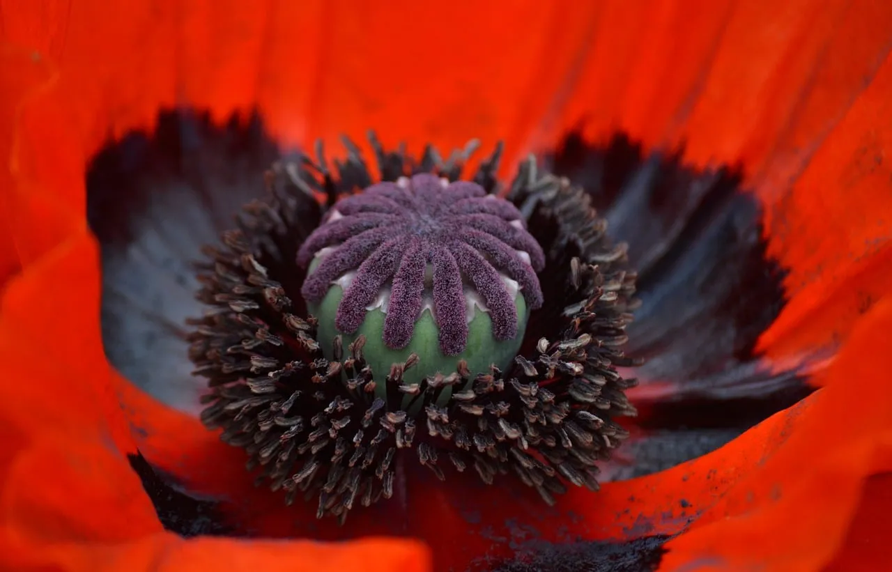 Vibrant Poppy Macro: Nature's Scarlet Heart Revealed