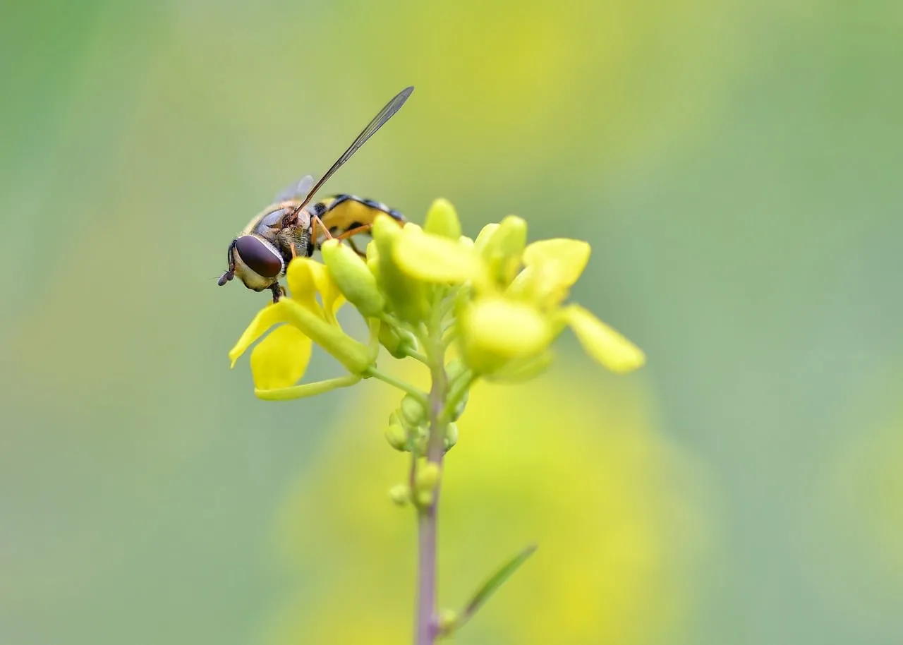 Vibrant Macro: Hoverfly on Golden Blossom