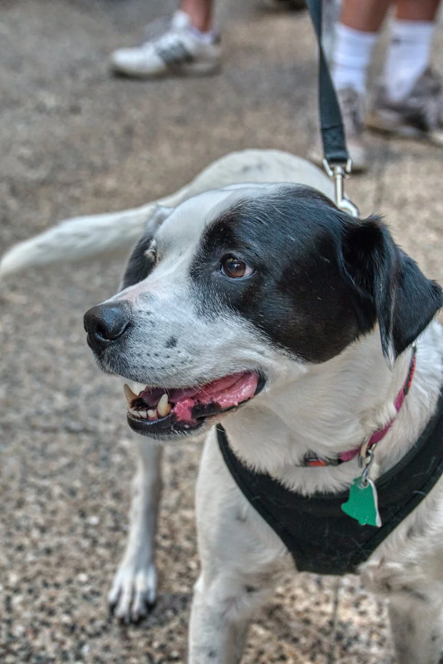 Charming Canine: Black & White Dog Enjoys Sunny Outdoor Walk