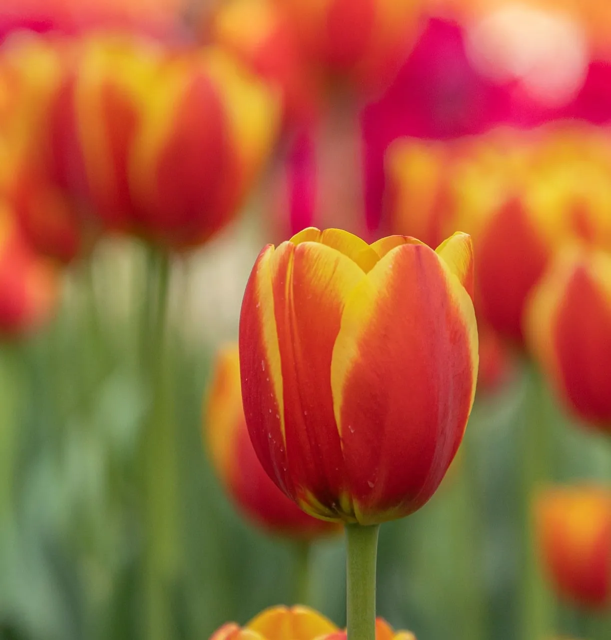 Vibrant Yellow and Red Tulip Blooms in Spring Garden