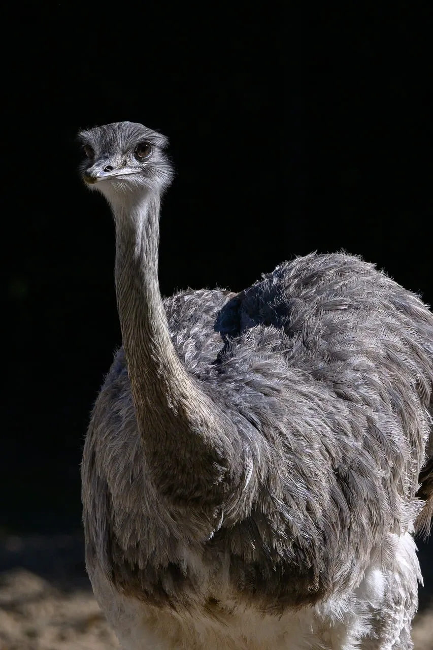 Majestic Emu Portrait: Striking Gaze Against a Dark Backdrop
