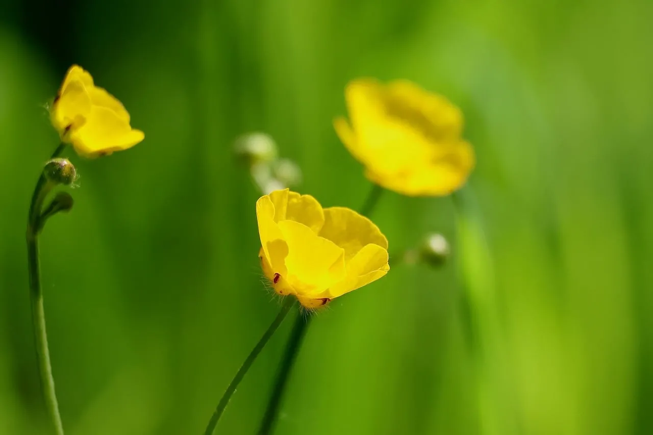 Vibrant Yellow Buttercups in a Serene Meadow