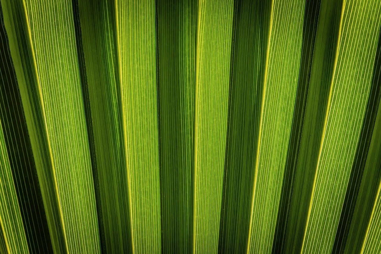 Vibrant Green Palm Leaf Texture: Nature's Intricate Pattern