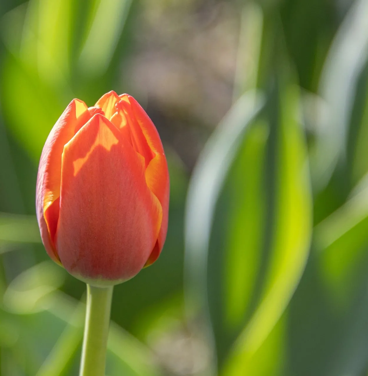 Vibrant Spring Tulip: A Symbol of Natural Beauty