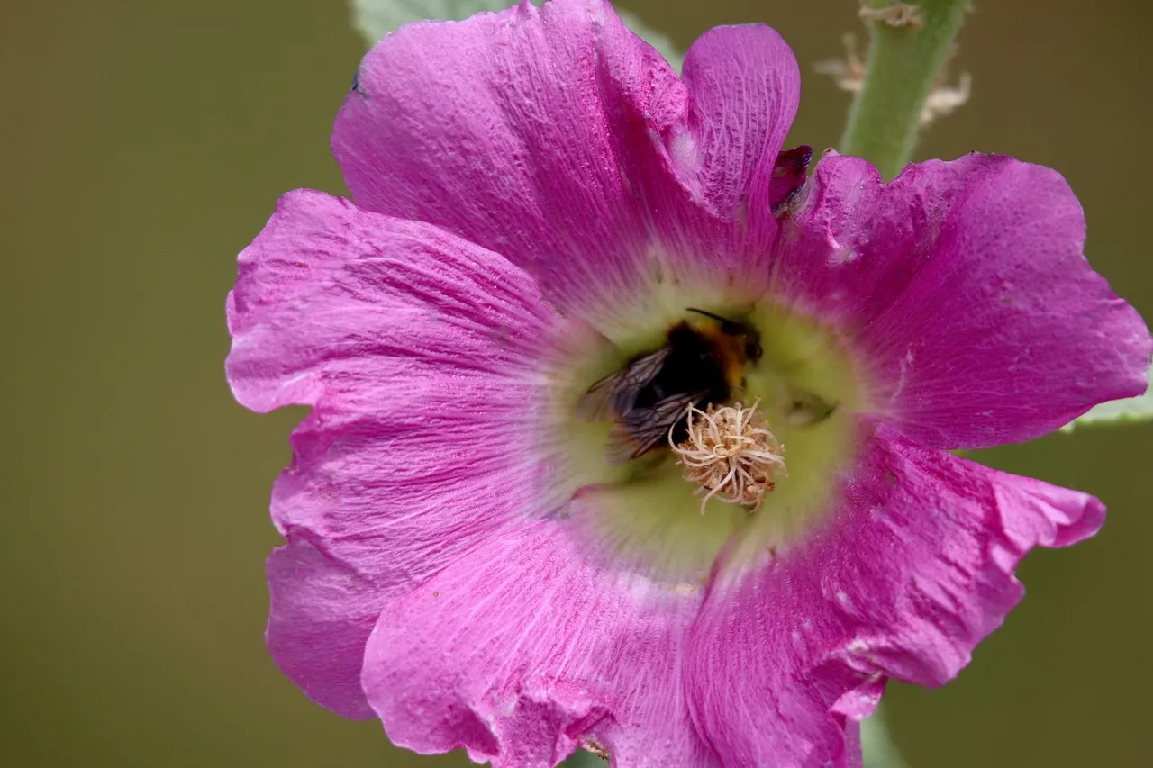 Vibrant Hollyhock Bloom with Busy Bumblebee