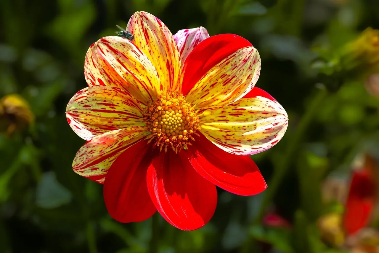 Vibrant Dappled Dahlia: A Macro Summer Bloom