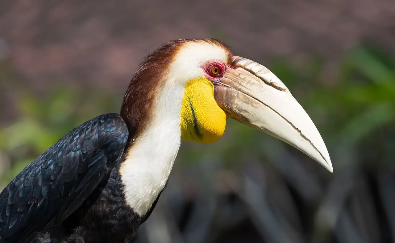Exotic Glimpse: Vibrant Hornbill in Tropical Wilderness