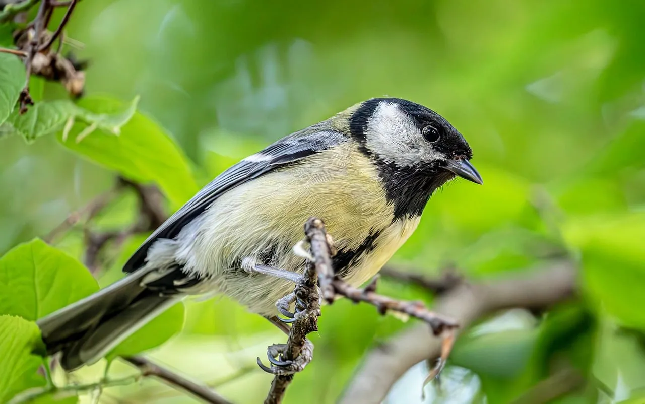 Vibrant Spring Bird: Nature's Song in Stunning Detail