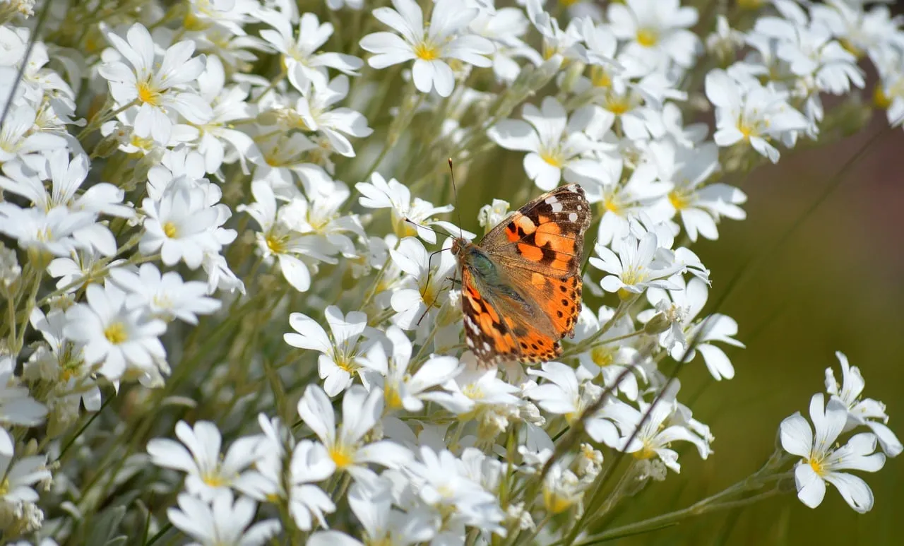 Vibrant Painted Lady Butterfly on Delicate White Wildflowers
