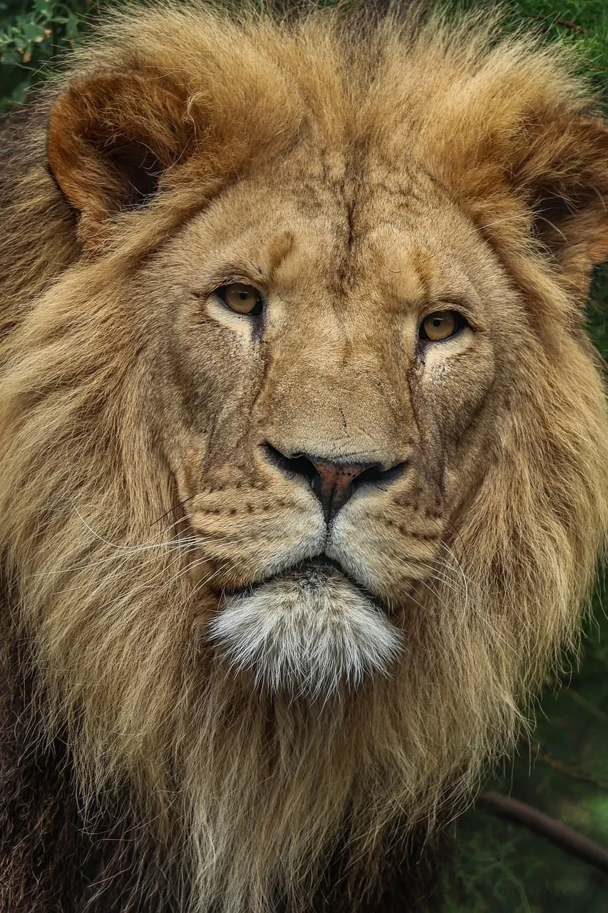 Majestic Male Lion: A Regal Gaze from the Wild Savanna