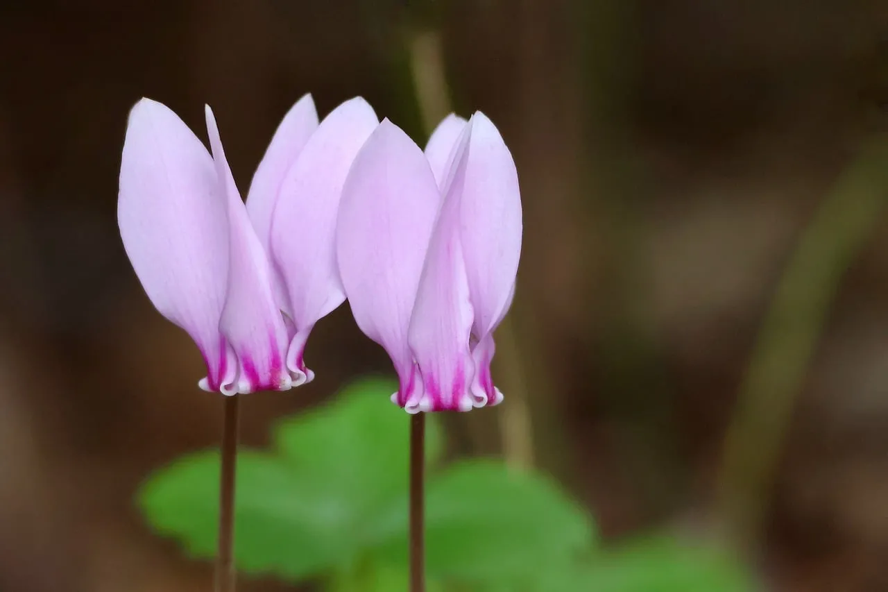 Enchanting Pink Cyclamen: Winter's Romantic Bloom