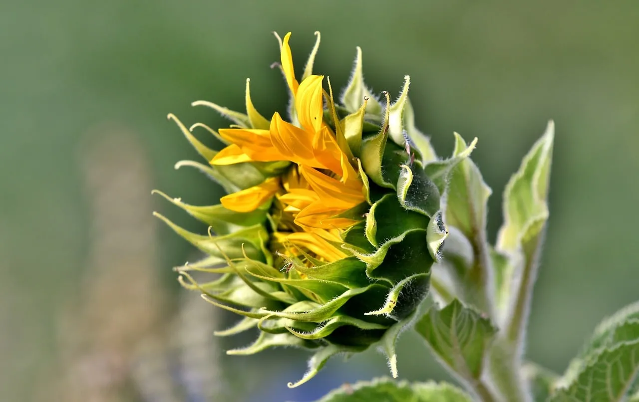 Vibrant Sunflower Bud Unfolding in Golden Light