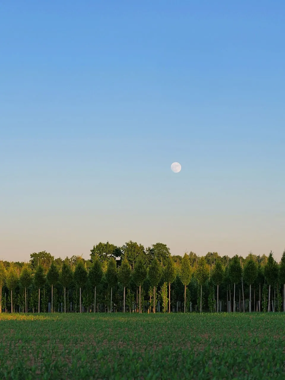 Serene Dusk: Moonlit Field and Forest Horizon