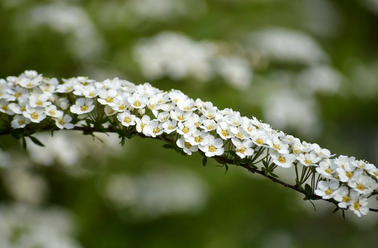 Delicate White Spirea Blooms: Spring's Elegant Cascade
