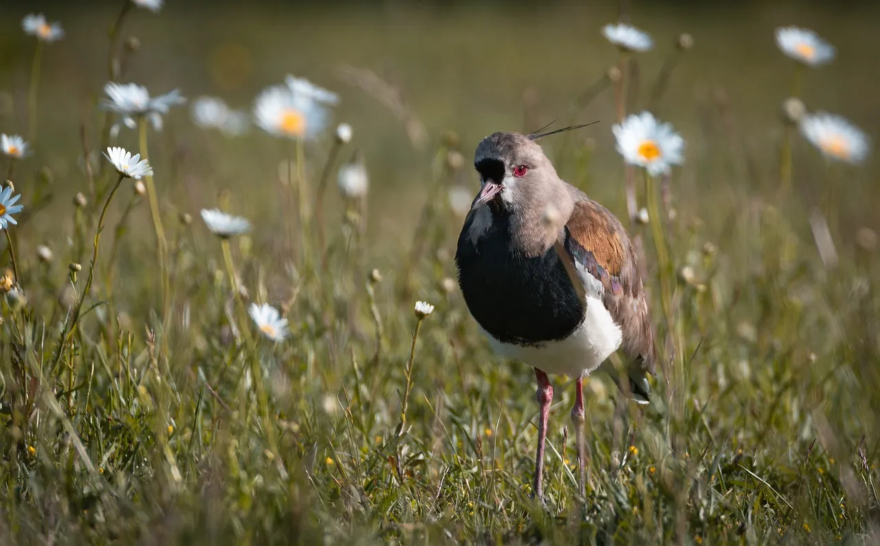 Vibrant Vanellus Chilensis Amidst Wild Daisies